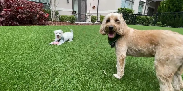 Alice Joossens' 4-year-old Maltese Yorkie named Sammy (left) and Marilyn Blackmer's 6-year-old Labradoodle named Buddy (right) in Orlando, Florida.