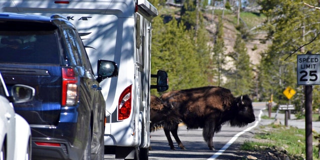 A "bison jam" of backed up traffic waiting for bison to cross the road is seen in the Hayden Valley, Wednesday, June 22, 2022, in Yellowstone National Park, Wyo. 