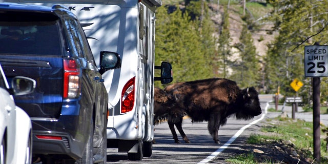 A "bison jam" of backed up traffic waiting for bison to cross the road is seen in the Hayden Valley, Wednesday, June 22, 2022, in Yellowstone National Park, Wyo.