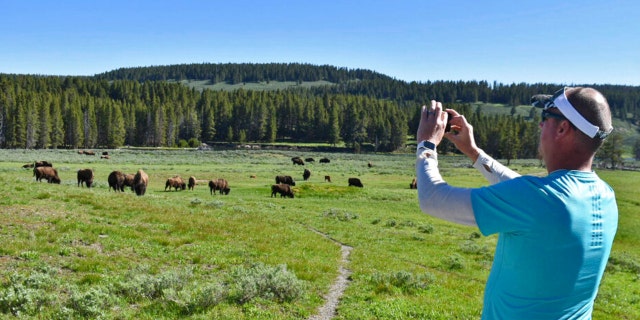 Yellowstone has a diverse natural environment and scenic views filled with unique wildlife such as bison.