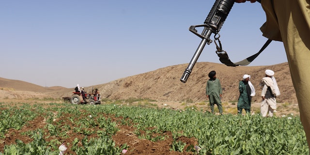 During their first time in power in the late 1990s, the Taliban nearly eradicated poppy production within two years, according to the United Nations.