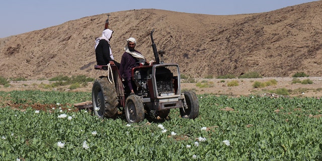 Taliban eradicate a poppy field in Washir, district of Helmand province, Afghanistan, Sunday, May 29, 2022.