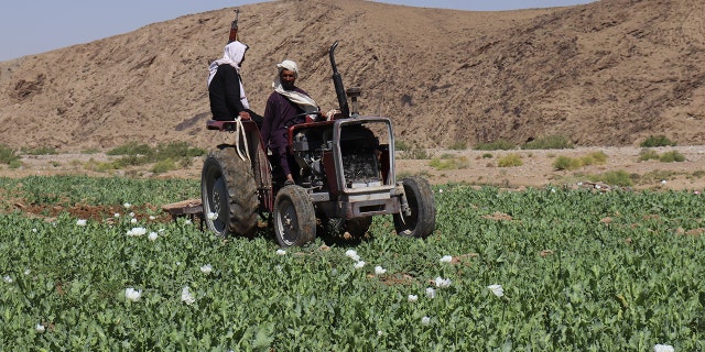 Taliban eradicate a poppy field in Washir, district of Helmand province, Afghanistan, Sunday, May 29, 2022.