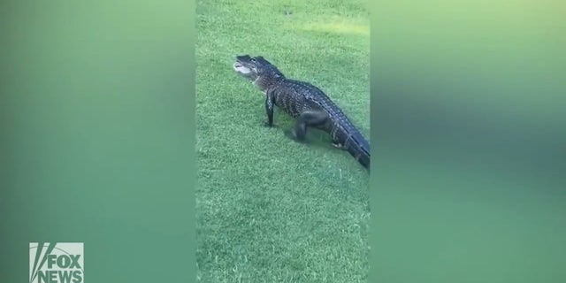 En alligator, filmet af en golfspiller i Florida, gik hen over plænen med en golfbold i munden under et spil.
