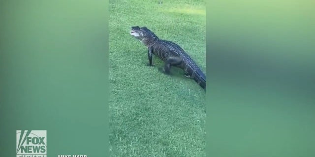 An alligator captured on video by a golfer in Florida, was seen walking along the green with a golf ball in its mouth in the middle of a game.