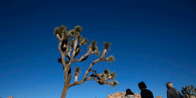 The California Fish &amp; Game Commission to consider whether to list the western Joshua Tree as a threatened species.