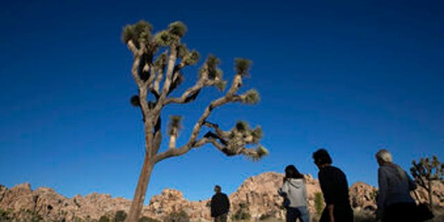 The California Fish & Game Commission to consider whether to list the western Joshua Tree as a threatened species.