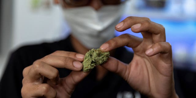 Highland Cafe's first customer Rittipomng Bachkul holds up a piece of cannabis at the Highland Cafe on the first day of removing it from the narcotics list under Thai law in Bangkok, Thailand, on June 9, 2022. 