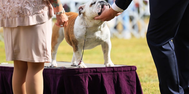 A judge looks at a bulldog as it competes in the 146th annual Westminster Kennel Club dog show.