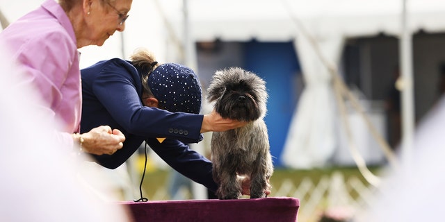 A judge looks at a cairn terrier as it competes in the dog show.