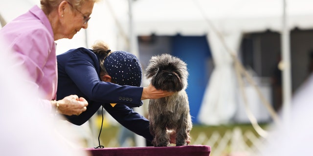 A judge looks at a cairn terrier as it competes in the dog show.