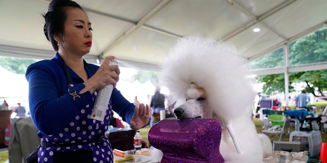 Young Choi grooms her standard poodle.