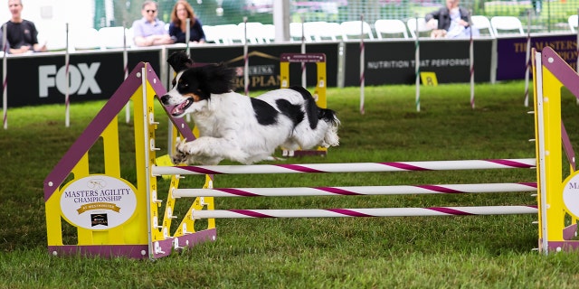 The show consists of three different competitions and features about 3,500 dogs.