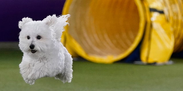 A dog competes in the 9th annual Masters Agility Championship during the 146th Westminster Kennel Club dog show. 