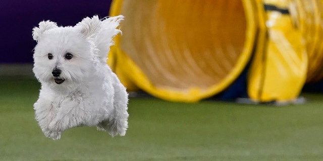 A dog competes in the 9th annual Masters Agility Championship during the 146th Westminster Kennel Club dog show. 