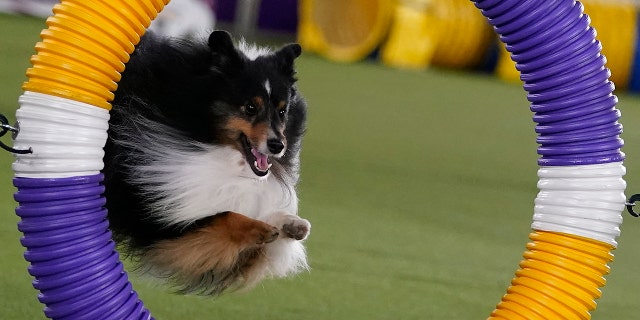 A dog competes in the 9th annual Masters Agility Championship during the dog show.