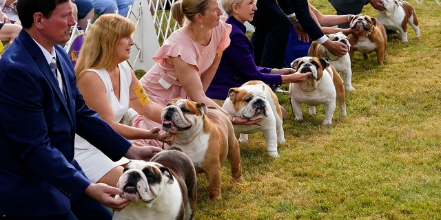 Bulldogs line up in the ring, preparing to be judged.