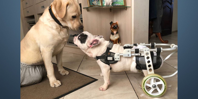 A dog in a wheelchair looks up at another dog in a picture given to Fox News Digital by the Ukrainian Animals War Relief.