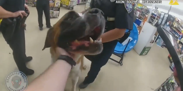 Bodycam footage of a police officer with the Bradenton Police Department in Florida, shows a 135-pound pooch who was found roaming around a dollar store. In this screengrab from the video, the dog gets a pet on the neck.