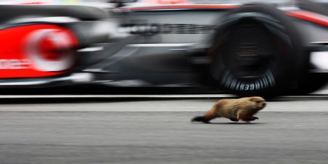 See it: F1 cars narrowly miss groundhog on track in Montreal | Fox News