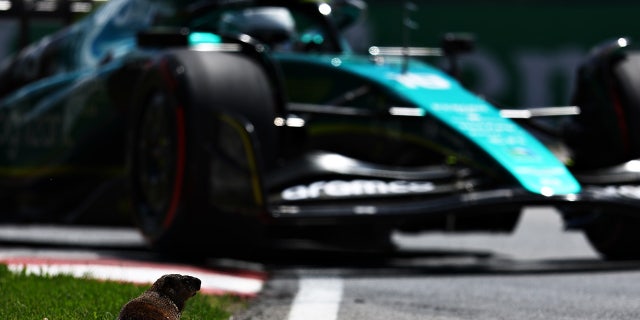 Lance Stroll's Aston Martin AMR22 Mercedes came close to a groundhog on at the Circuit Gilles Villeneuve.