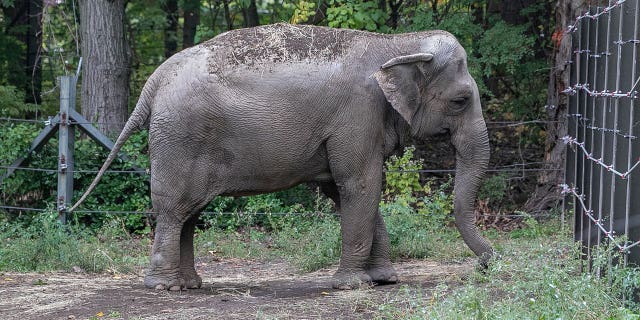 Happy at the Bronx Zoo in New York City.