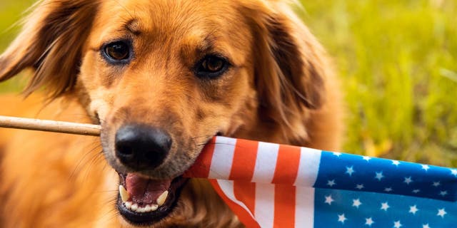 A dog holds an American flag just ahead of the July 4th holiday this year.