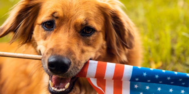 Dogs tend to be afraid of fireworks because animals have very sensitive hearing.