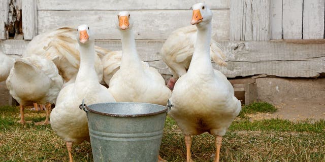 The CDC says people should clean objects that are in close contact with backyard poultry, which includes feeding containers.