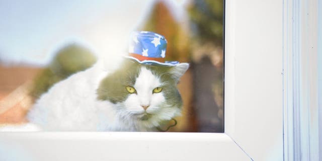 Cats can also experience anxiety from loud noises. This includes the 4th of July fireworks.