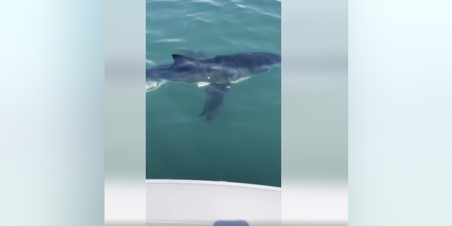 Great white shark startled father and son fishing off the Jersey Shore