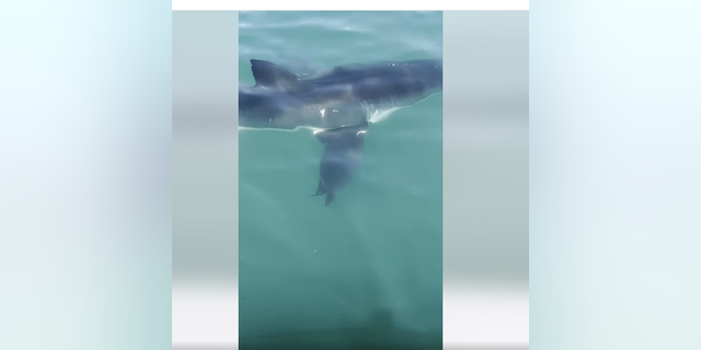 12-foot shark spotted off the coast of Jersey Shore