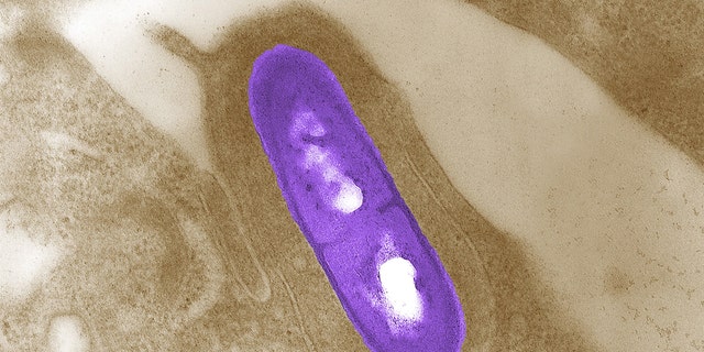 An electron micrograph of a Listeria bacterium in tissue is seen in a 2002 image from the Centers for Disease Control and Prevention.