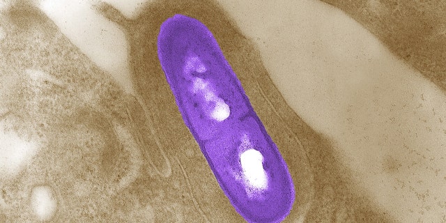 An electron micrograph of a Listeria bacterium in tissue is seen in a 2002 image from the Centers for Disease Control and Prevention.
