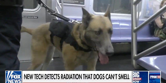 A dog from the New York City Police Department's K9 unit at work - and equipped with a slick new harness - on the subway system.
