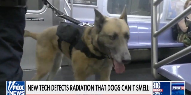 A dog in the New York City Police Department's K9 unit at work — and outfitted with a sophisticated new harness — in the subway system.