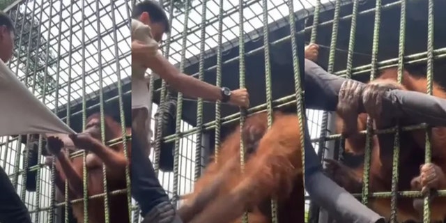 A viral video recorded at Kasang Kulim Zoo shows a man being grabbed and pulled by an orangutan named Tina on June 6, 2022. 