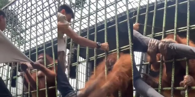 A viral video recorded at Kasang Kulim Zoo shows a man being grabbed and pulled by an orangutan named Tina on June 6, 2022.