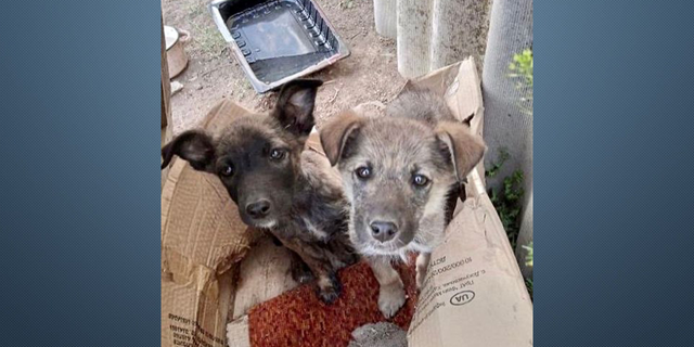 Two stray puppies look up at the camera in an image given to Fox News Digital from the Ukrainian Animals War Relief Fund.