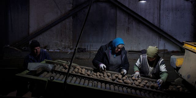 Workers sort potatoes in Taras Mandziuk’s farm as Russia’s attack on Ukraine continues, near Lviv, Ukraine, March 31, 2022. (REUTERS/Alkis Konstantinidis)