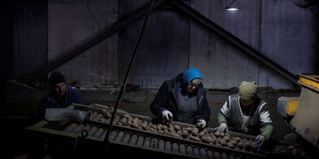 Workers sort potatoes in Taras Mandziuk’s farm as Russia’s attack on Ukraine continues, 리비우 근처, 우크라이나, 행진 31, 2022. (REUTERS/Alkis Konstantinidis)