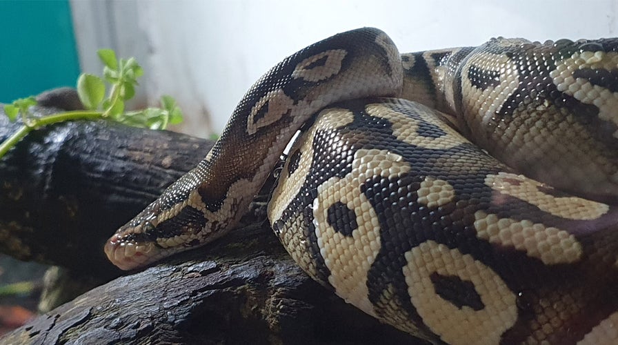 Georgia Sonic workers find large snake behind deep fryer