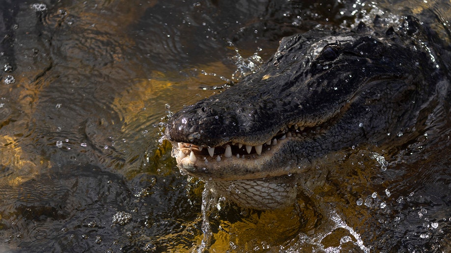 Un caimán nada en los Everglades de Florida 