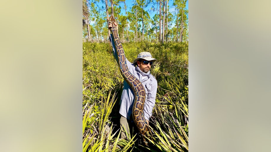 Wildlife Biologist Ian Bartoszek with a 15-foot female Burmese python