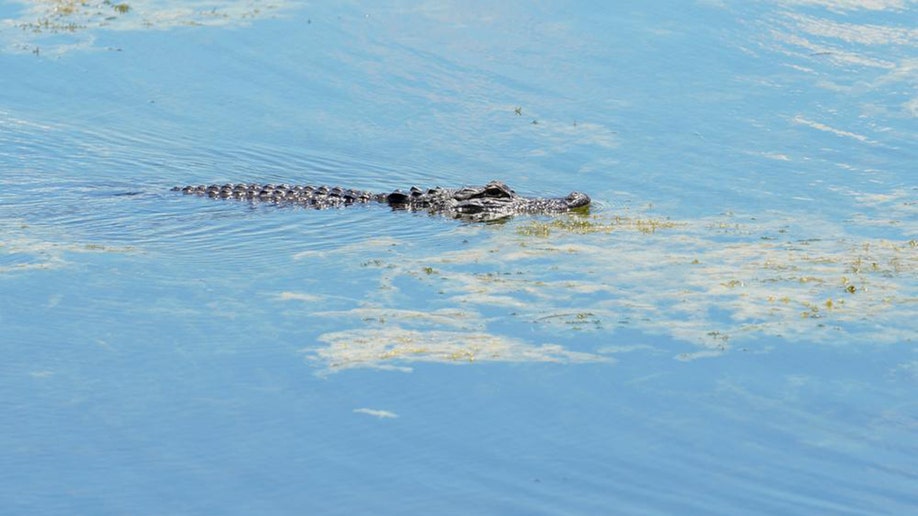 Alligator found near scene of man's death in John S. Taylor Park