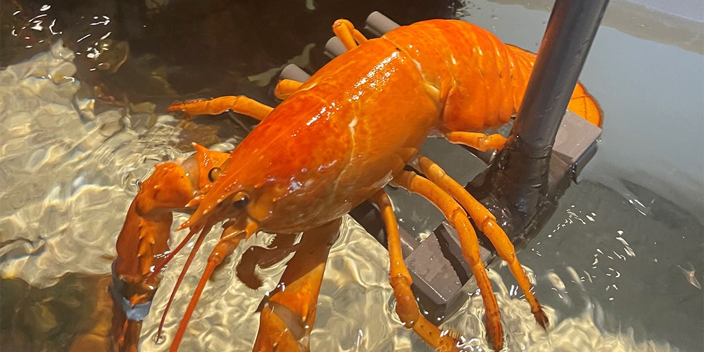 Rare orange lobster saved by Florida Red Lobster restaurant: '1 in 30 million' - Vimarsana News