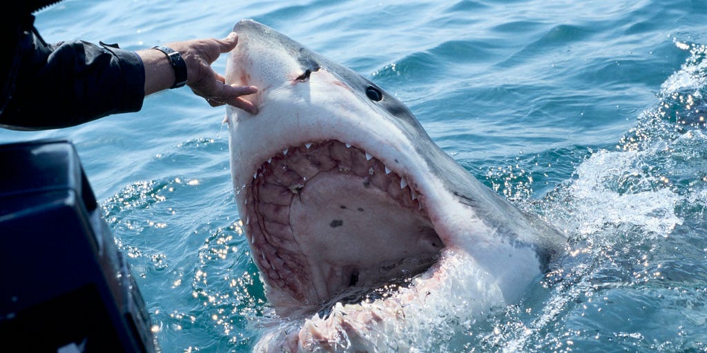 Great white shark decapitates Mexican diver marking first fatal shark attack of 2023: Report