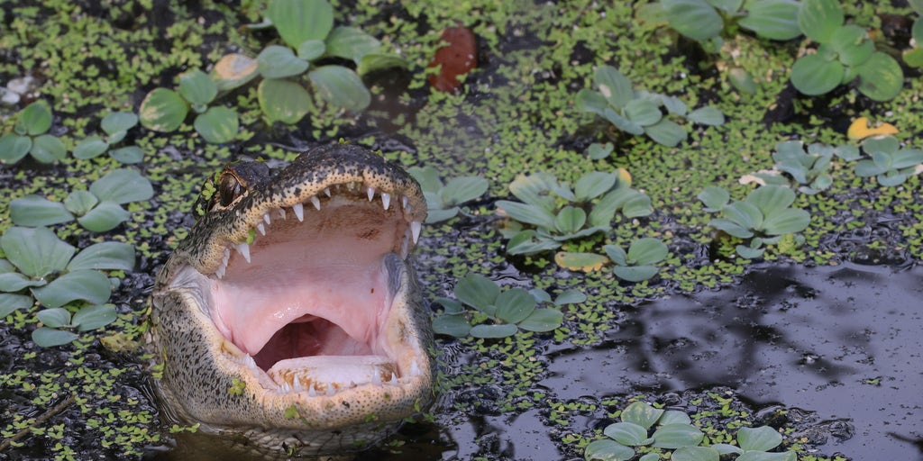 Elderly woman killed by alligators after falling into country club pond - Vimarsana News