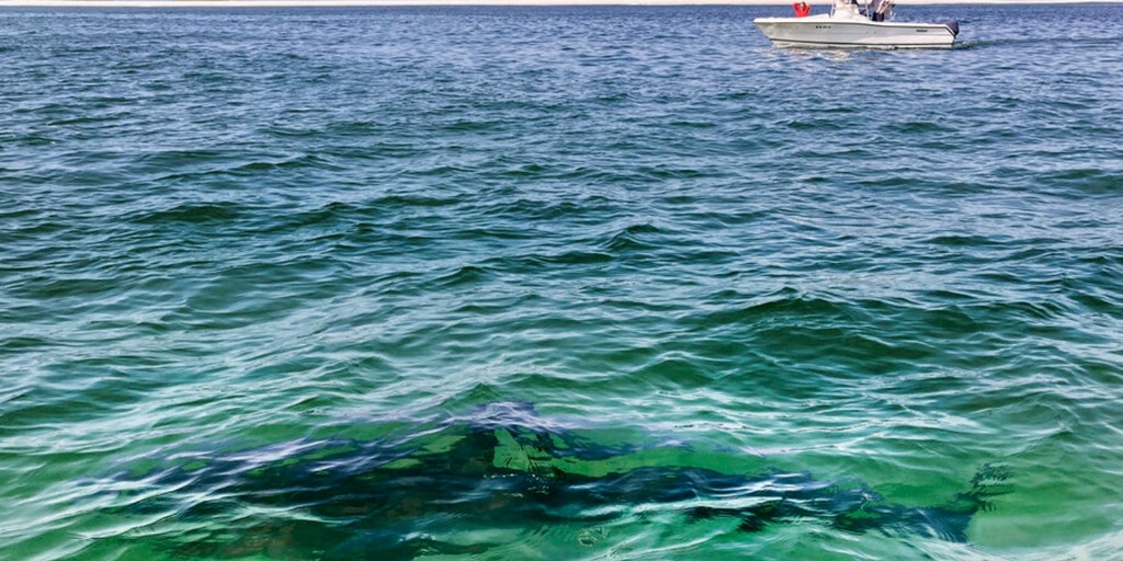Shark sightings in Cape Cod waters ballooned again on Friday - Vimarsana News