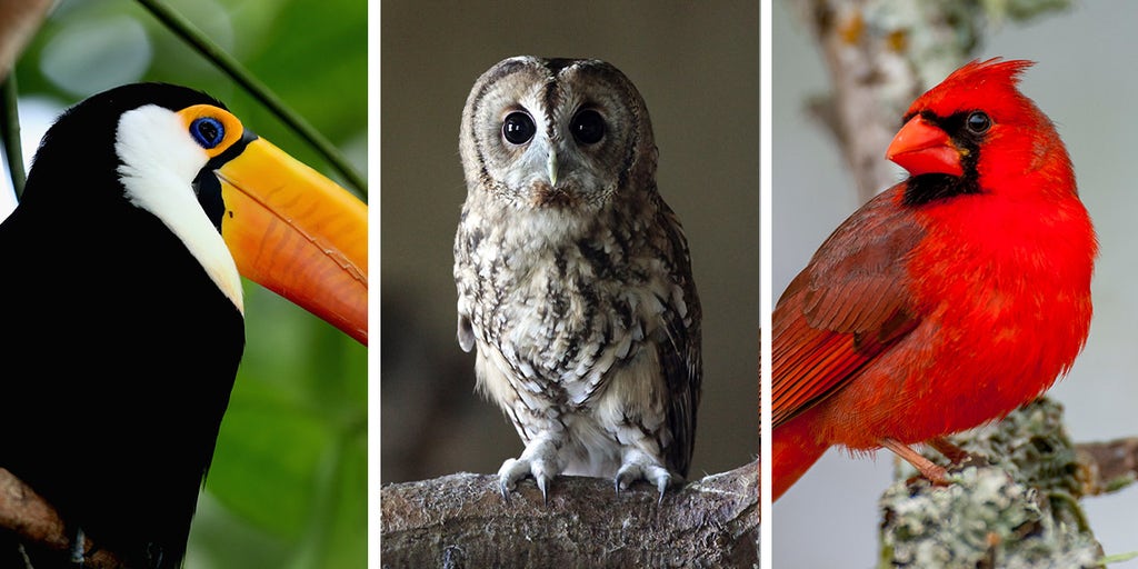 Audubon Society bucks critics, keeps 'enslaver' name despite criticism: 'Must reckon with the racist legacy' - Vimarsana News